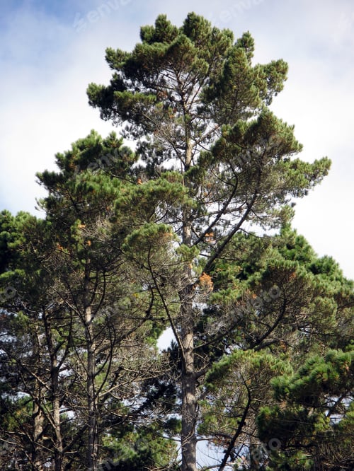 Preview: Forest - Karori Wildlife Sancutuary - New Zealand