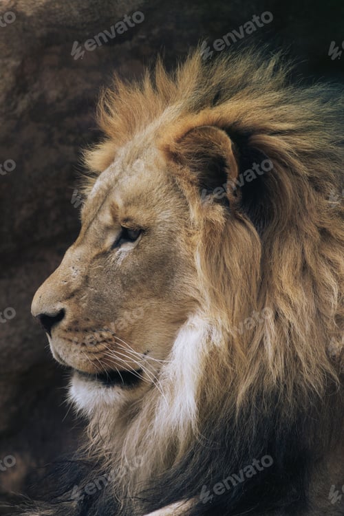 Preview: Majestic Lion Portrait