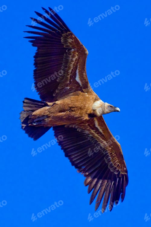 Preview: Griffon Vulture, Hoces de Río Duratón Natural Park, Spain
