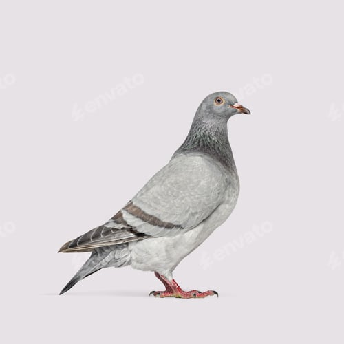 Preview: Full body shot of a gray pigeon standing on a grey background, looking to the right