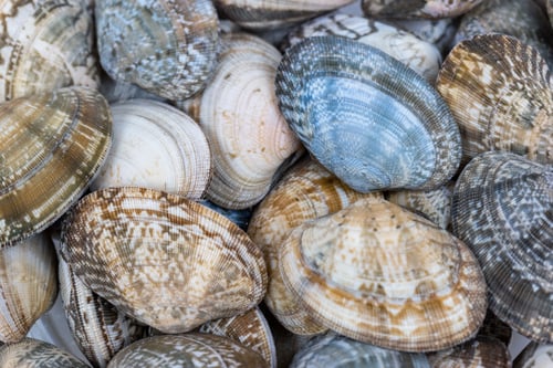 Preview: short necked clam