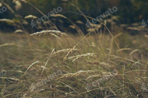 Preview: woman in white dress Outdoors summer nature stroll