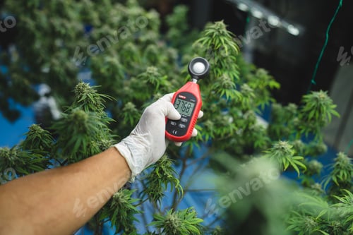 Preview: A professional scientist or farmer is using examining equipment to test the quality