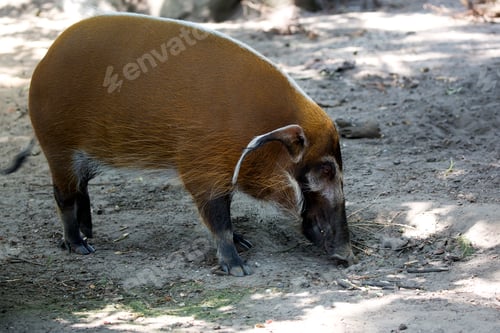 Preview: Red river hog in the glade