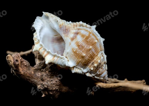 Preview: Bursa spinosa shell on driftwood black background
