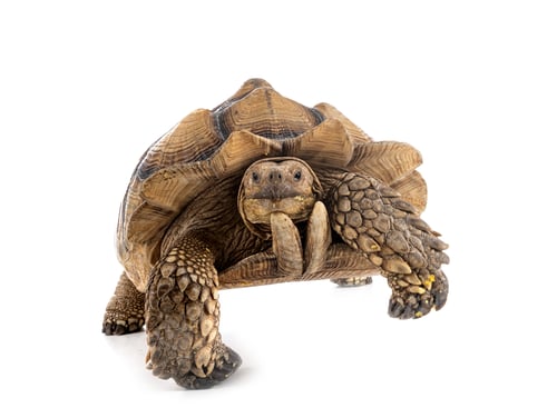 Preview: African spurred tortoise in studio