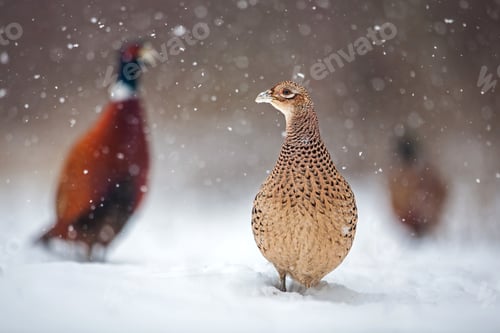 Preview: Three common pheasants, Phasianus colchicus. in winter during snowfall