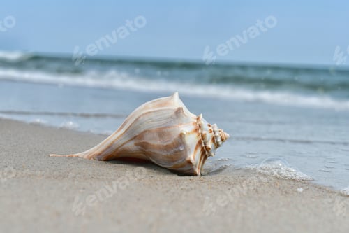 Preview: Seashell laying on the beach at the ocean