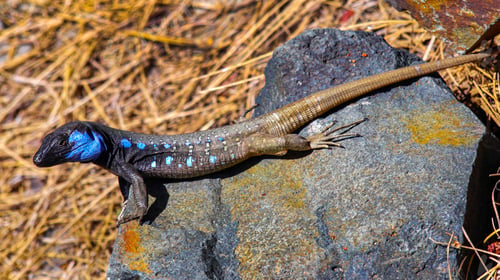 Preview: La Palma Lizard, Caldera de Taburiente National Park, Spain