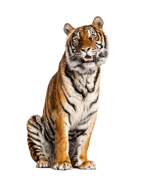 Preview: Tiger isolated