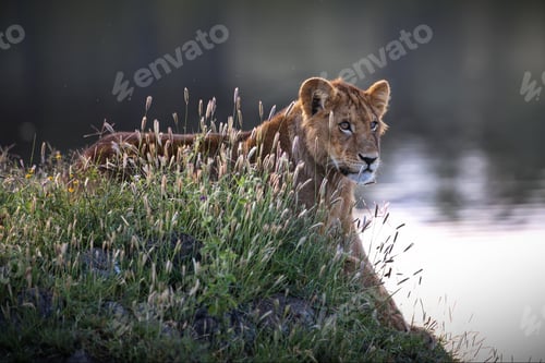 Preview: Maneless lion behind grass against a blurred lake background in Tanzania