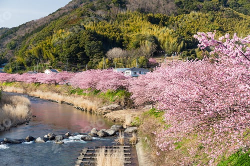 Preview: Sakura in kawaru
