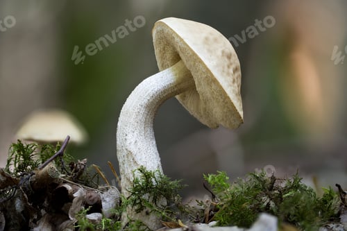 Preview: Closeup of a white birch bolete (Leccinum holopus) growing on the ground in a forest