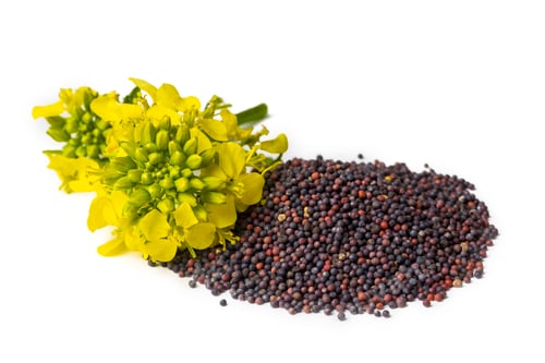 Preview: Rapeseed plant with yellow flowers and seeds. Mustard plant yellow blossom. Canola seeds