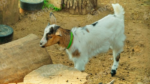 Preview: White goat in village in autumn day