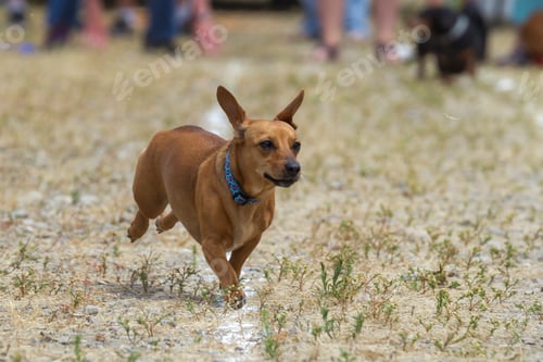 Preview: Dachshunds's ears flapping in a race.
