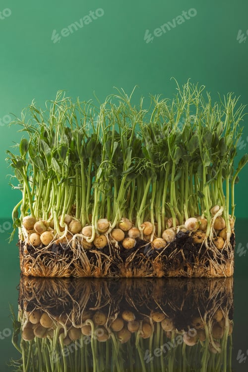 Preview: Organic growing micro greens