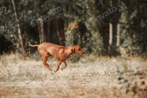 Preview: Rhodesian Ridgeback dog outdoor portrait