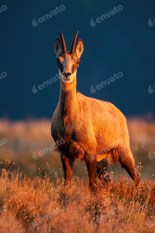 Preview: Adult tatra chamois looking to the camera in sunset