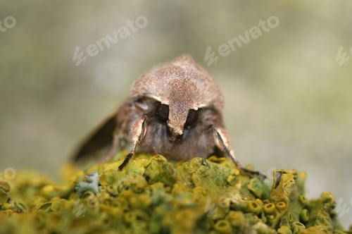 Preview: Frontal closeup on the Common Quaker owlet moth, Orthosia cerasi