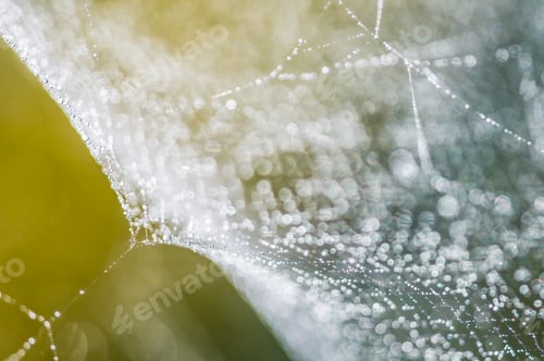 Preview: Dew drops on spiderweb i