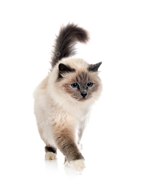 Preview: birman cat in studio