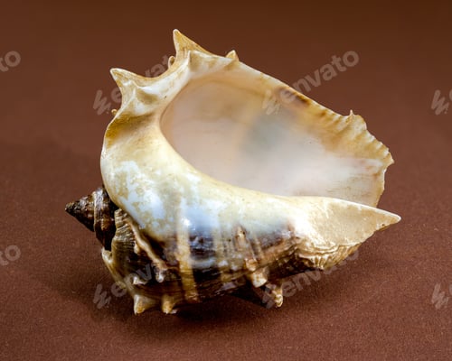 Preview: Spiny Melongena Sea Shell Close-Up on brown
