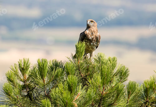 Preview: Eagle on coniferous tree in sunny day