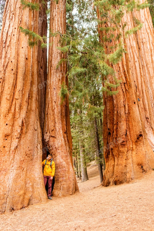 Preview: Tourist With Backpack Hiking In Sequoia National Park. California, United States.