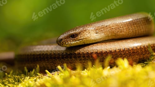 Preview: Close-up of deaf adder lying on a mossy ground in spring nature