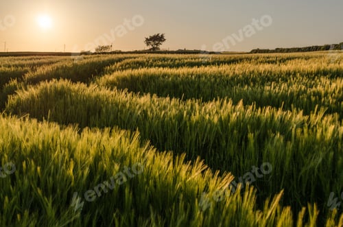 Preview: Rural landscape with view across fields of crops near Slapton, Devon at sunset.