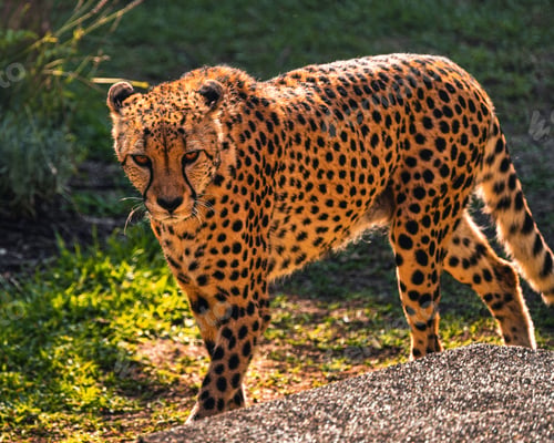 Preview: A cheetah with distinctive black spots on its tawny fur is walking on a rocky path.