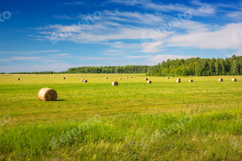 Preview: Round Bales of Hay on a Field After the Harvest