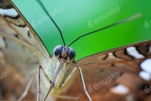 Preview: Macro shot of a beautiful brown owl butterfly on a plant