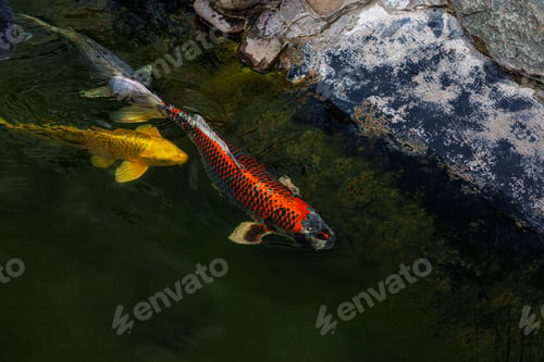 Preview: Fish swim near the shore. Koi carp are ornamental domesticated fish