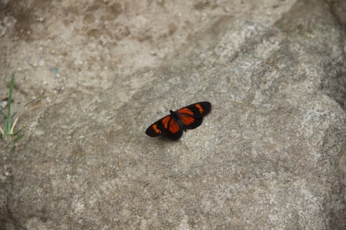 Preview: A red butterfly on the trekking to reach Aguas Calientes. Peru