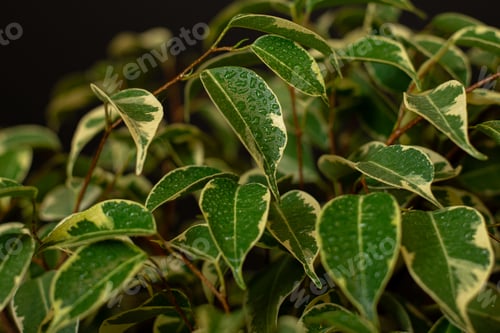 Preview: Ficus benjamin leaves closeup with drops of water