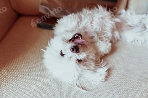 Preview: Portrait of dog at home