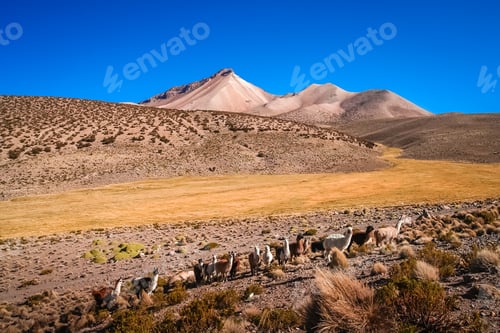 Preview: Herd of llamas grazing on the Altiplano