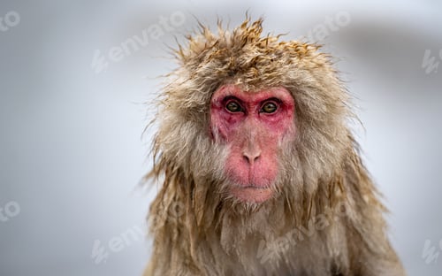 Preview: Japanese macaque in Jigokudani (Hell's Valley), Japan.