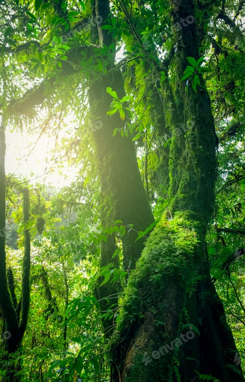 Preview: Looking up view of tree trunk to green leaves of tree in forest with sun light Fresh environment