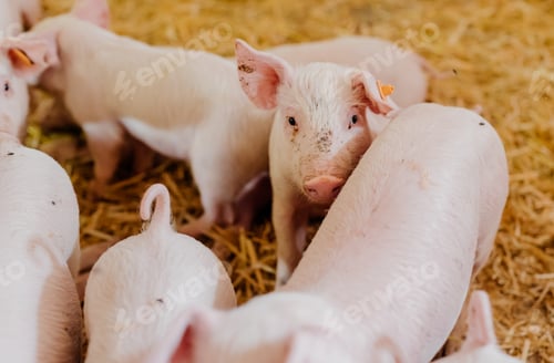 Preview: young piglets in agricultural livestock farm