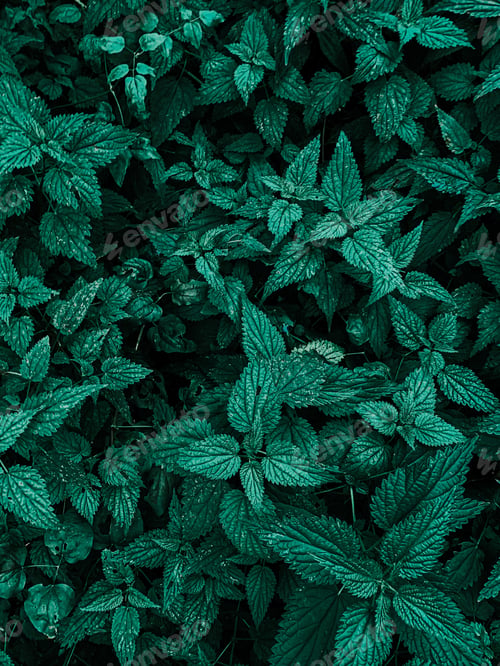 Preview: Vertical shot of bright green poison ivy leaves