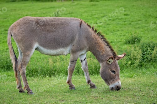 Preview: Donkey in a clearing