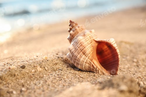 Preview: Beautiful exotic sea shell on sandy beach