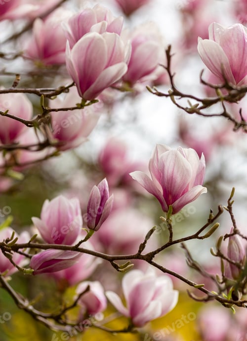 Preview: Magnolia Tree in full bloom