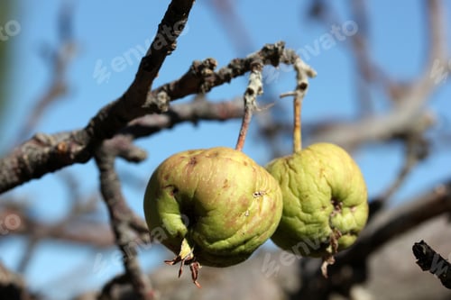 Preview: Rotten apple on a tree branch.
