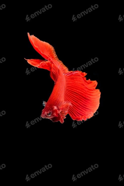 Preview: Beautiful colorful of siamese betta fish
