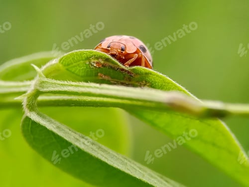 Preview: Ladybug