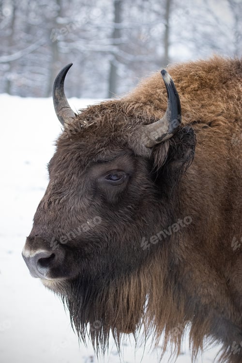 Preview: Portrait of european bison, bison bonasus, in winter with snow in the background